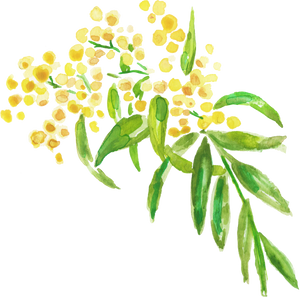 Watercolor Wattles Acacia Australian Native Flower